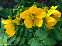 Traditionssorte Cassia Blumensamen zur Aussaat Halbschatten verträglich Traditionssorte & ohne Gentechnik Samen Hausgarten