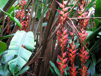 Heliconia pogonantha blume samen for anpflanzung - bright blooms, heirloom & gmo free samen for home garten
 
 sale samen for home garten