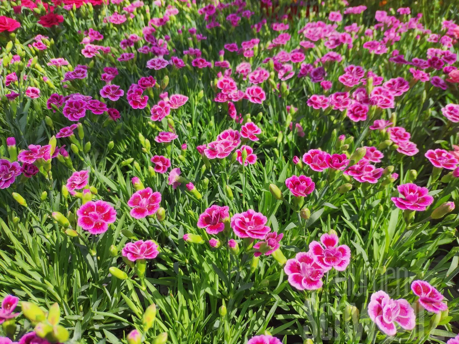 Nelke Blumensamen zur Aussaat Drought verträglich Traditionssorte & ohne Gentechnik Samen Hausgarten