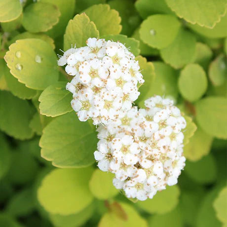 Grün Prachtspiere Blumensamen zur Aussaat duftend Blüten Traditionssorte & ohne Gentechnik Samen Hausgarten