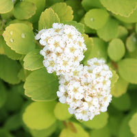 Grün Prachtspiere Blumensamen zur Aussaat duftend Blüten Traditionssorte & ohne Gentechnik Samen Hausgarten