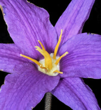 Xerophyta viscosa blume samen for anpflanzung drought tolerant heirloom & gmo free samen for home garten 
 
 sale for anpflanzung in home garten