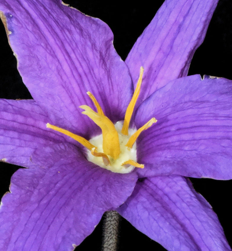 Xerophyta viscosa blume samen for anpflanzung drought tolerant heirloom & gmo free samen for home garten 
 
 sale for anpflanzung in home garten