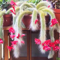 Monkey Tail Cactus Blumensamen zur Aussaat einzigartig Cacti für Ihren Garten