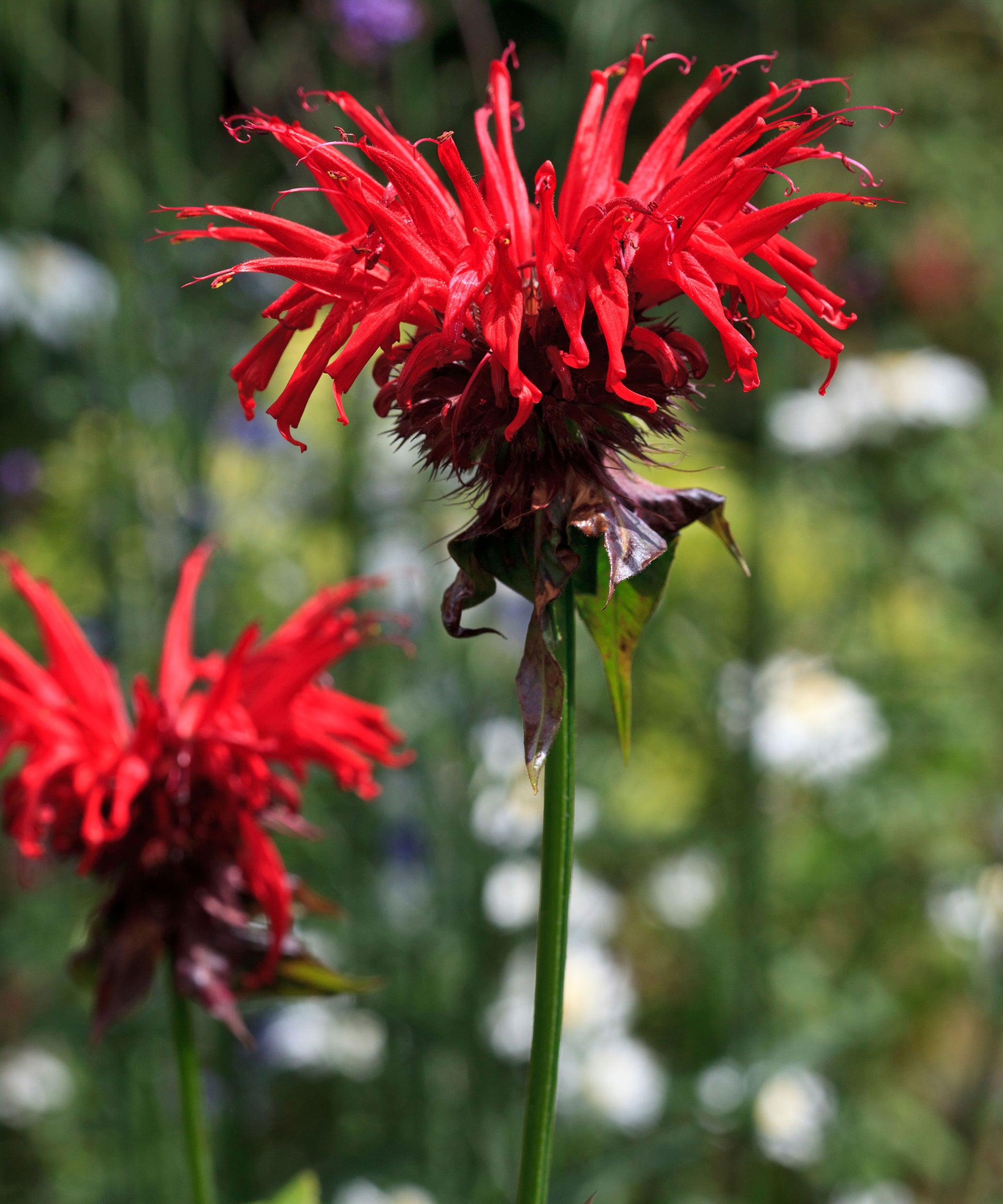 Rot Monarda Blumensamen zur Aussaat – Bestäuber freundlich – Traditionssorte & ohne Gentechnik Samen Hausgarten