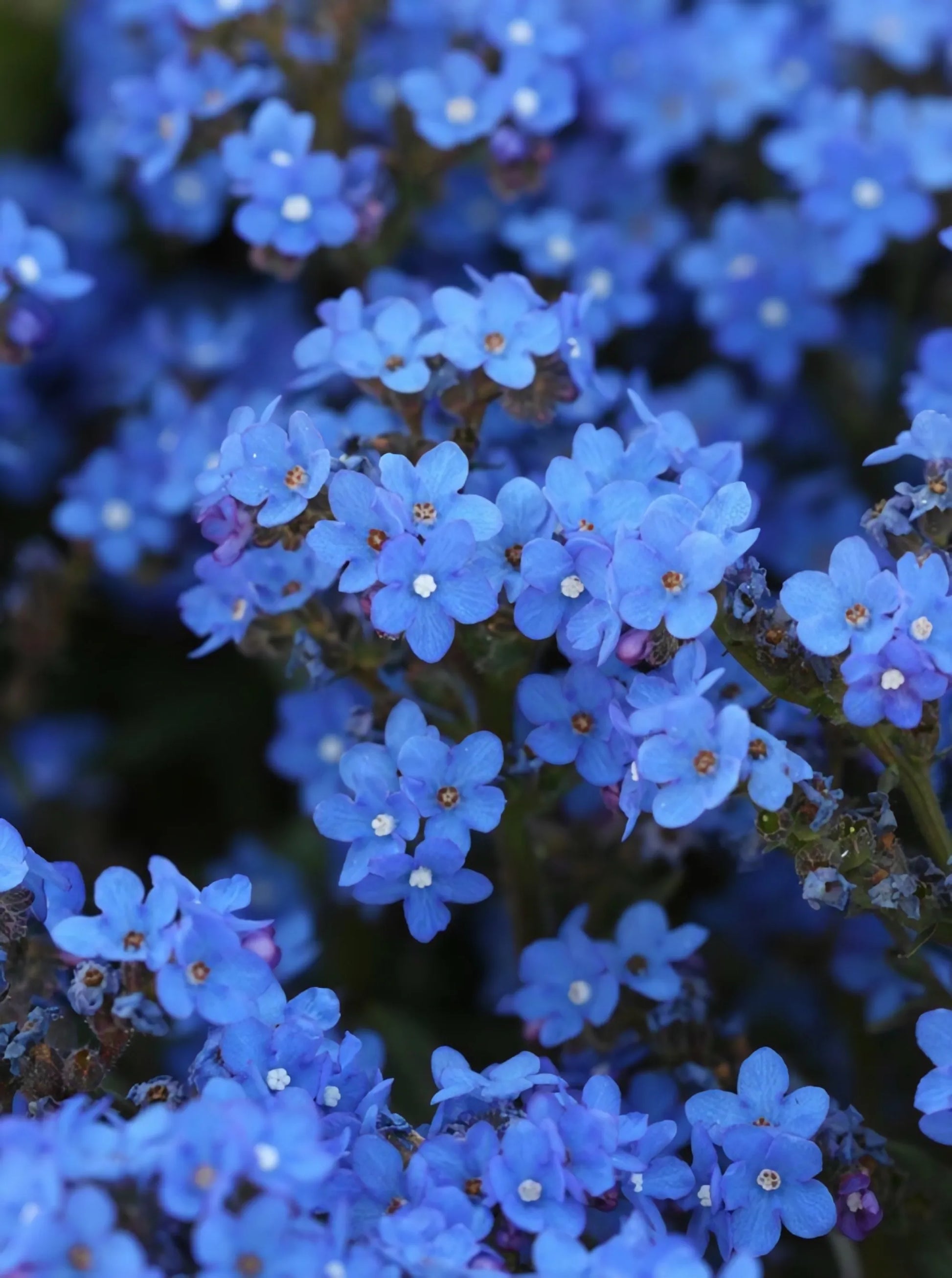 Blau Anchusa Blumensamen zur Aussaat ideal Rabatten Traditionssorte & ohne Gentechnik Samen Hausgarten