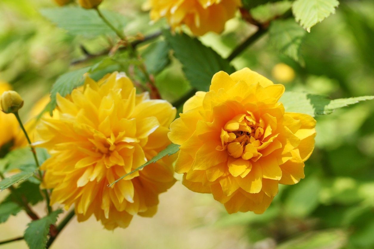 Kerria Blumensamen zur Aussaat lang Blüte Saison Traditionssorte & ohne Gentechnik Samen Hausgarten