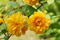 Kerria Blumensamen zur Aussaat lang Blüte Saison Traditionssorte & ohne Gentechnik Samen Hausgarten