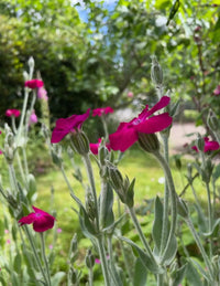Rosa Lychnis Blumensamen zur Aussaat – lang Blüte Saison – Traditionssorte & ohne Gentechnik Samen Hausgarten