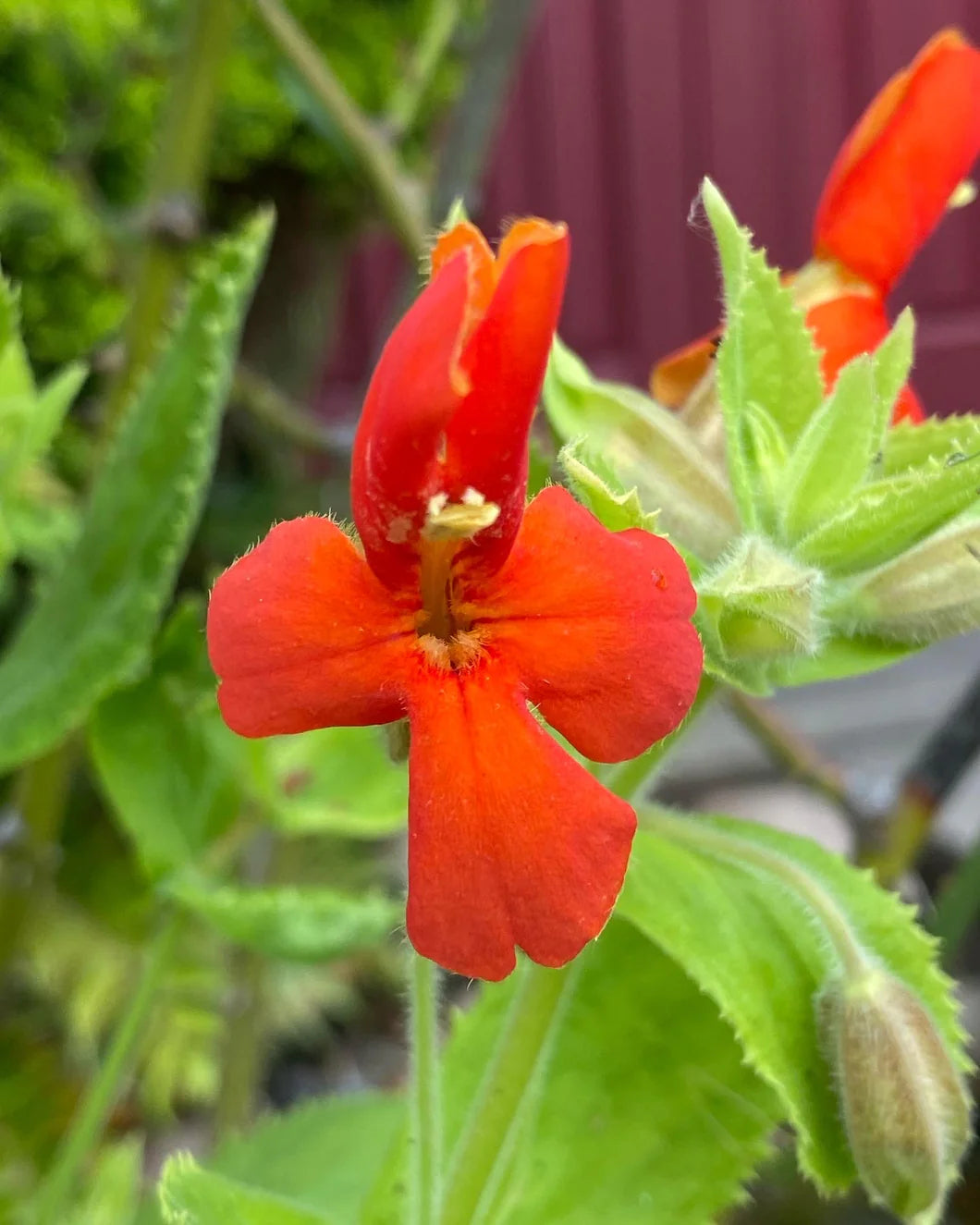 Rot Monkey Blumensamen zur Aussaat – kompakt Wuchs – Traditionssorte & ohne Gentechnik Samen Hausgarten
