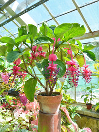Medinilla Magnifica Samen exotisch Blume Aussaat
