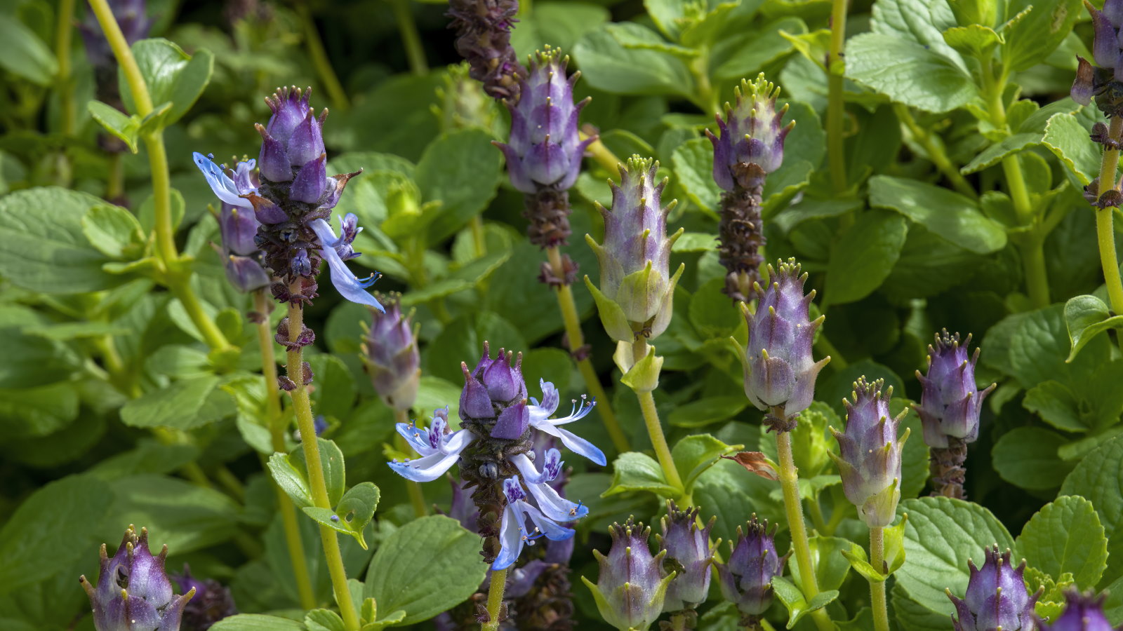 Mischung Buntnessel Canina Blumensamen zur Aussaat – Landhaus Garten wichtig – Traditionssorte & ohne Gentechnik Samen Hausgarten
