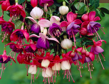 Gemischt gefüllt Petal Fuchsie Blumensamen zur Aussaat