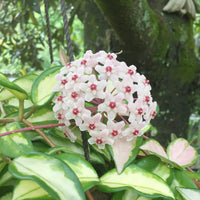 Hoya blume samen for anpflanzung low maintenance heirloom & gmo free samen for home garten 
 
 sale samen for home garten anpflanzung