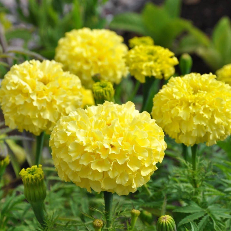 Mexican marigold blume samen for anpflanzung seasonal bloomer heirloom & gmo free samen for home garten 
 
 sale samen for home garten anpflanzung