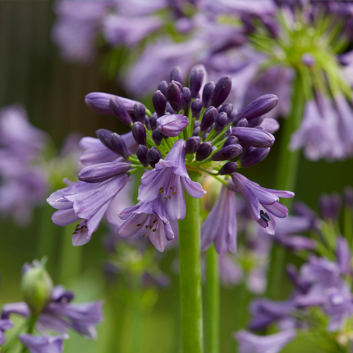 Violet agapanthus blume samen for anpflanzung hardy variety heirloom & gmo free samen for home garten 
 
 sale samen for home garten anpflanzung