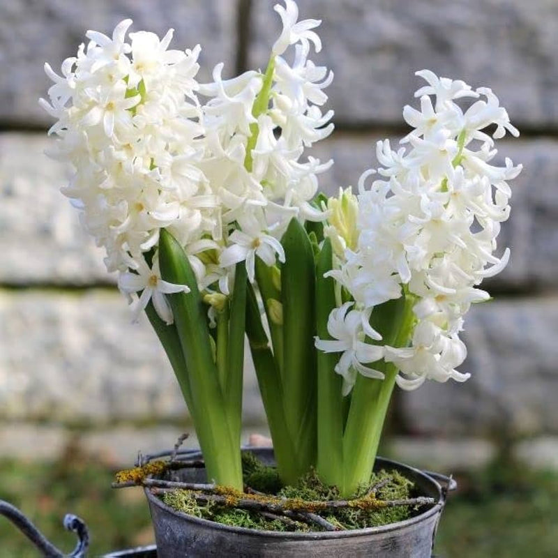 Weiß hyacinthus orientalis blume samen for anpflanzung low maintenance heirloom & gmo free samen for home garten
 
 sale samen for home garten anpflanzung