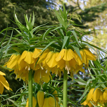 Gelb fritillaria imperialis blume samen for anpflanzung premium quality heirloom & gmo free samen for home garten 
 
 sale samen for home garten anpflanzung
