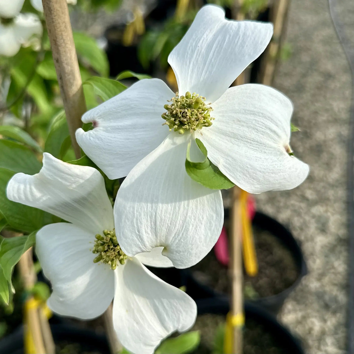 Cornus florida blume samen for anpflanzung cottage garten essential heirloom & gmo free samen for home garten
 
 sale samen for home garten anpflanzung