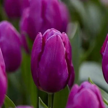 Aroma tulip blume samen for anpflanzung pollinator friendly heirloom & gmo free samen for home garten 
 
 sale samen for home garten anpflanzung