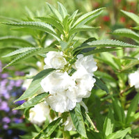 Weiß balsamina blume samen for anpflanzung wildflower mix heirloom & gmo free samen for home garten 
 
 sale samen for home garten anpflanzung