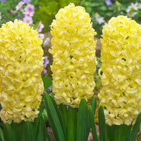 Gelb hyacinthus orientalis blume samen for anpflanzung perfect for borders heirloom & gmo free samen for home garten 
 
 sale samen for home garten anpflanzung