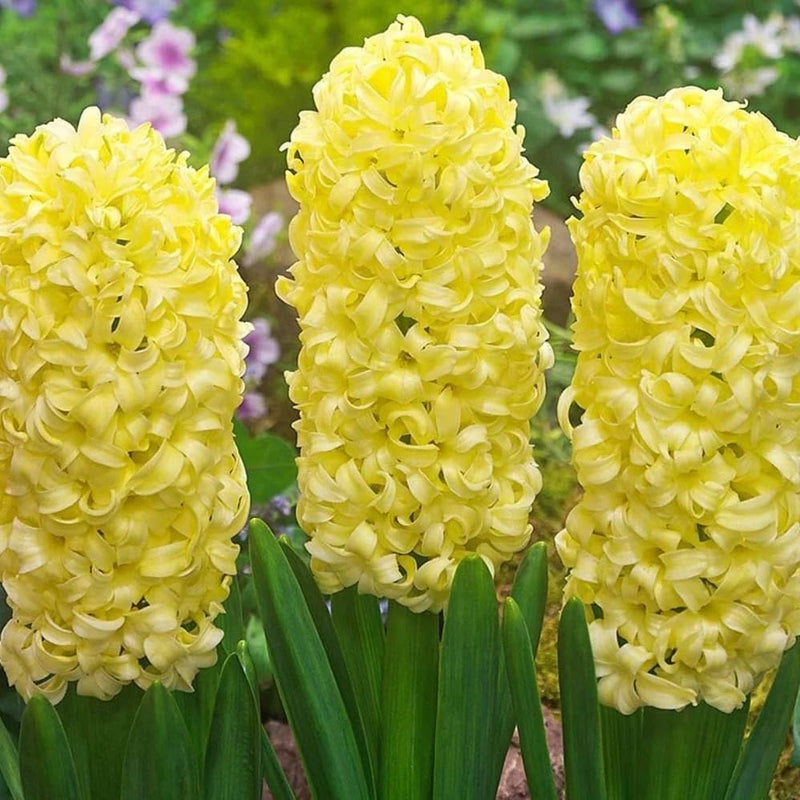 Gelb hyacinthus orientalis blume samen for anpflanzung perfect for borders heirloom & gmo free samen for home garten 
 
 sale samen for home garten anpflanzung