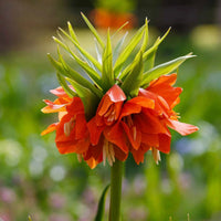 Fritillaria blume samen for anpflanzung cut blume favorite heirloom & gmo free samen for home garten 
 
 sale samen for home garten anpflanzung