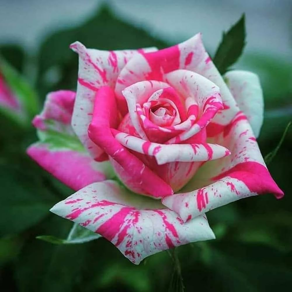 Rose blume samen for anpflanzung colorful display heirloom & gmo free samen for home garten 
 
 sale samen for home garten anpflanzung
