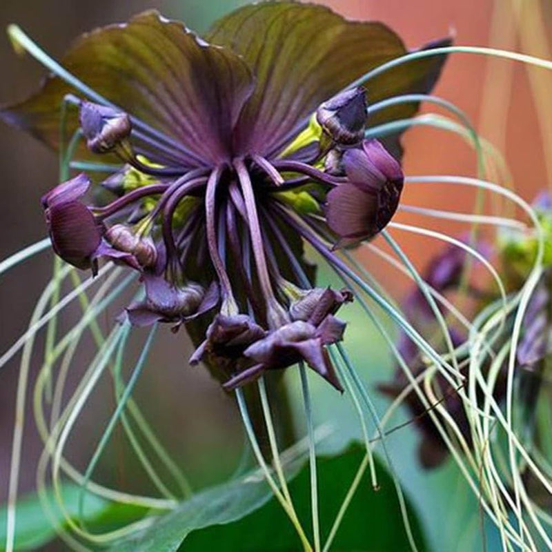 Schwarz chantrieri blume samen for anpflanzung cottage garten essential heirloom & gmo free samen for home garten 
 
 sale samen for home garten anpflanzung