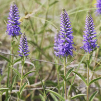 Veronica spicata blume samen for anpflanzung - pollinator friendly, heirloom & gmo free samen for home garten
 
 sale samen for anpflanzung in home garten