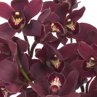 Cymbidium orchid blume samen for anpflanzung cut blume favorite heirloom & gmo free samen for home garten 
 
 sale for anpflanzung in home garten