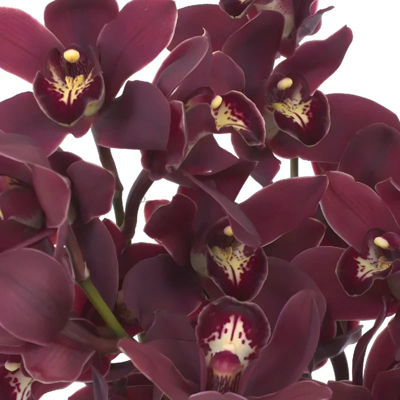 Cymbidium orchid blume samen for anpflanzung cut blume favorite heirloom & gmo free samen for home garten 
 
 sale for anpflanzung in home garten