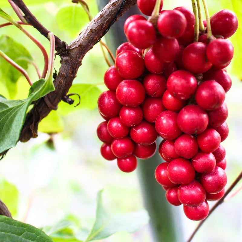 Schisandra blume samen for anpflanzung drought tolerant heirloom & gmo free samen for home garten 
 
 sale samen for home garten anpflanzung