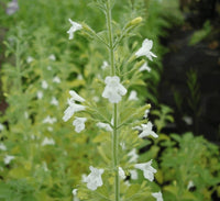 Calamintha blume samen for anpflanzung cottage garten essential heirloom & gmo free samen for home garten 
 
 sale samen for home garten anpflanzung