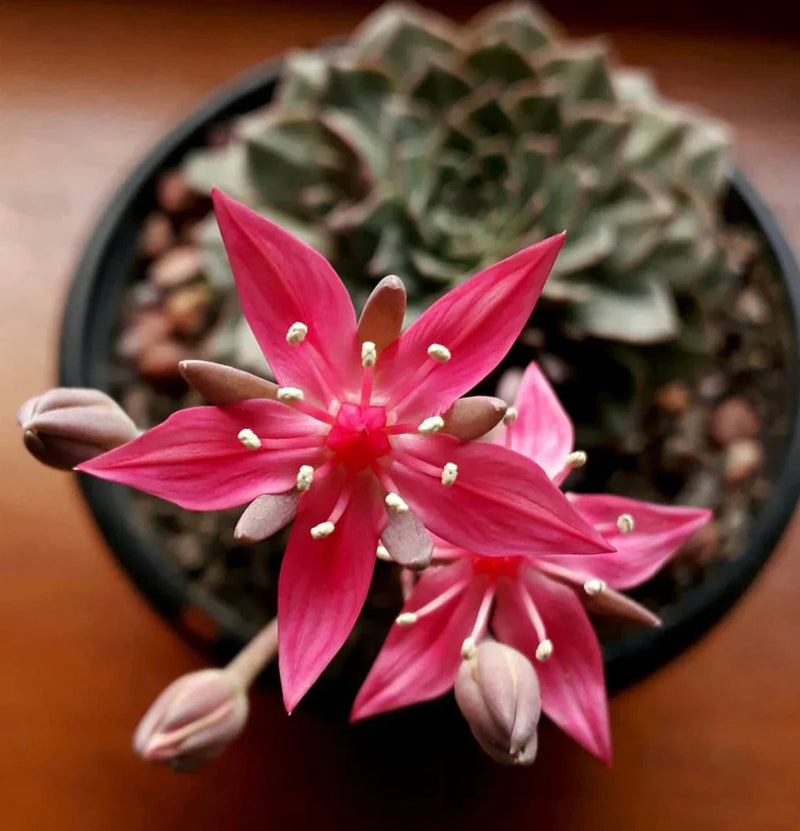 Graptopetalum bellum blume samen for anpflanzung - drought tolerant, heirloom & gmo free samen for home garten
 
 sale samen for home garten
