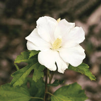 Weiß sharon rose blume samen for anpflanzung - colorful display, heirloom & gmo free samen for home garten
 
 sale samen for home garten