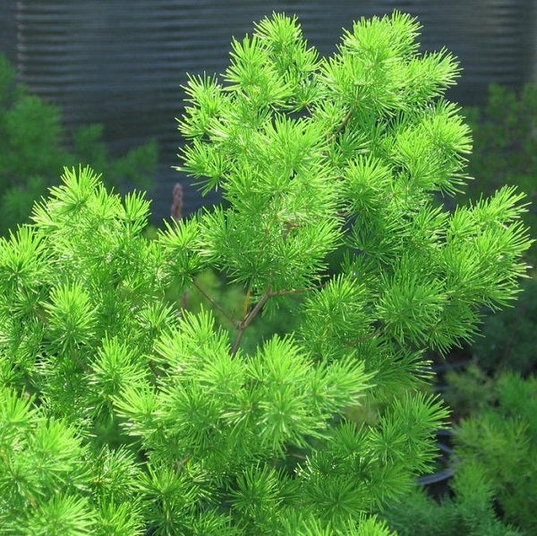 Myriocladus blume samen for anpflanzung drought tolerant heirloom & gmo free samen for home garten 
 
 sale for anpflanzung in home garten
