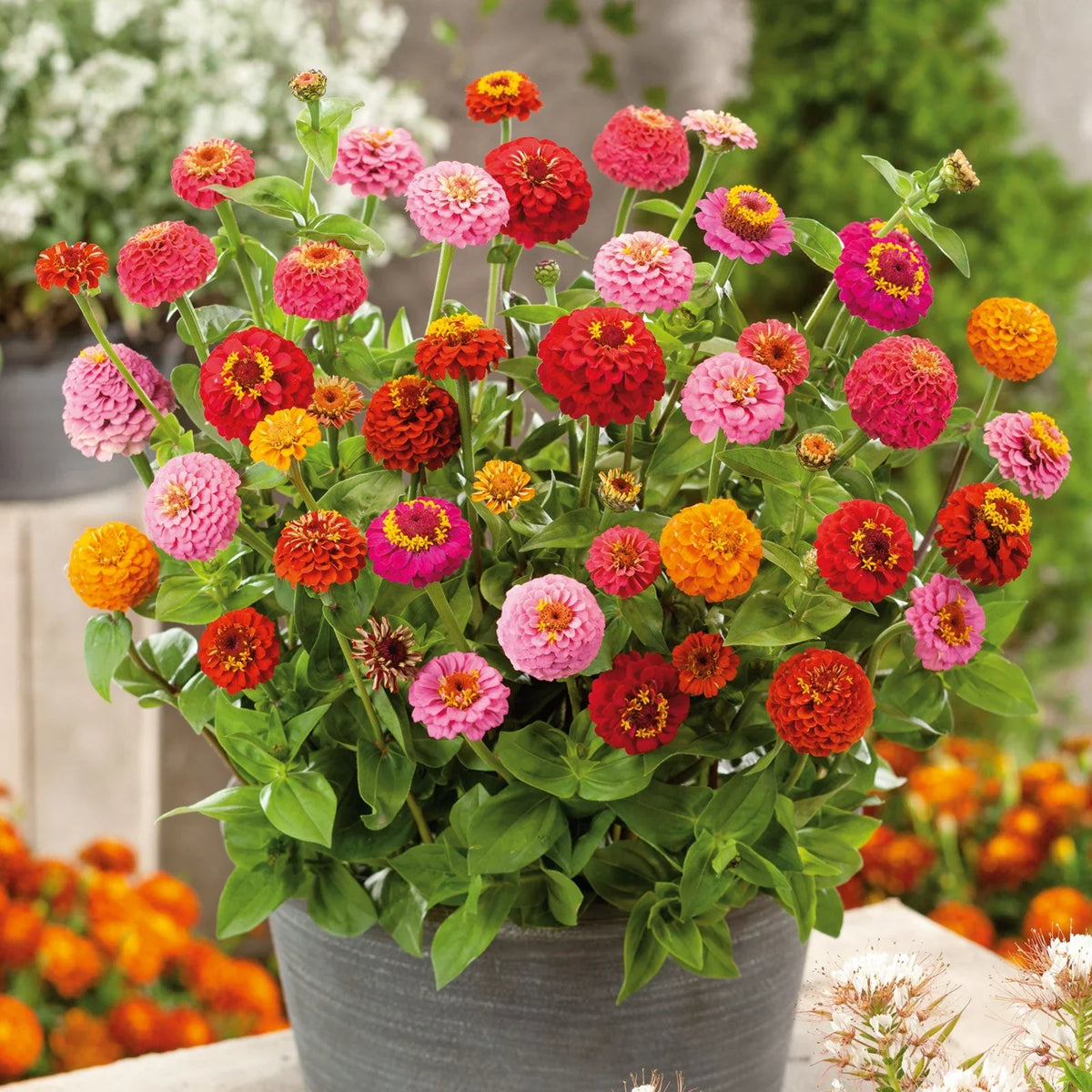 Mixed thumbelina blume samen for anpflanzung low maintenance heirloom & gmo free samen for home garten 
 
 sale samen for home garten anpflanzung