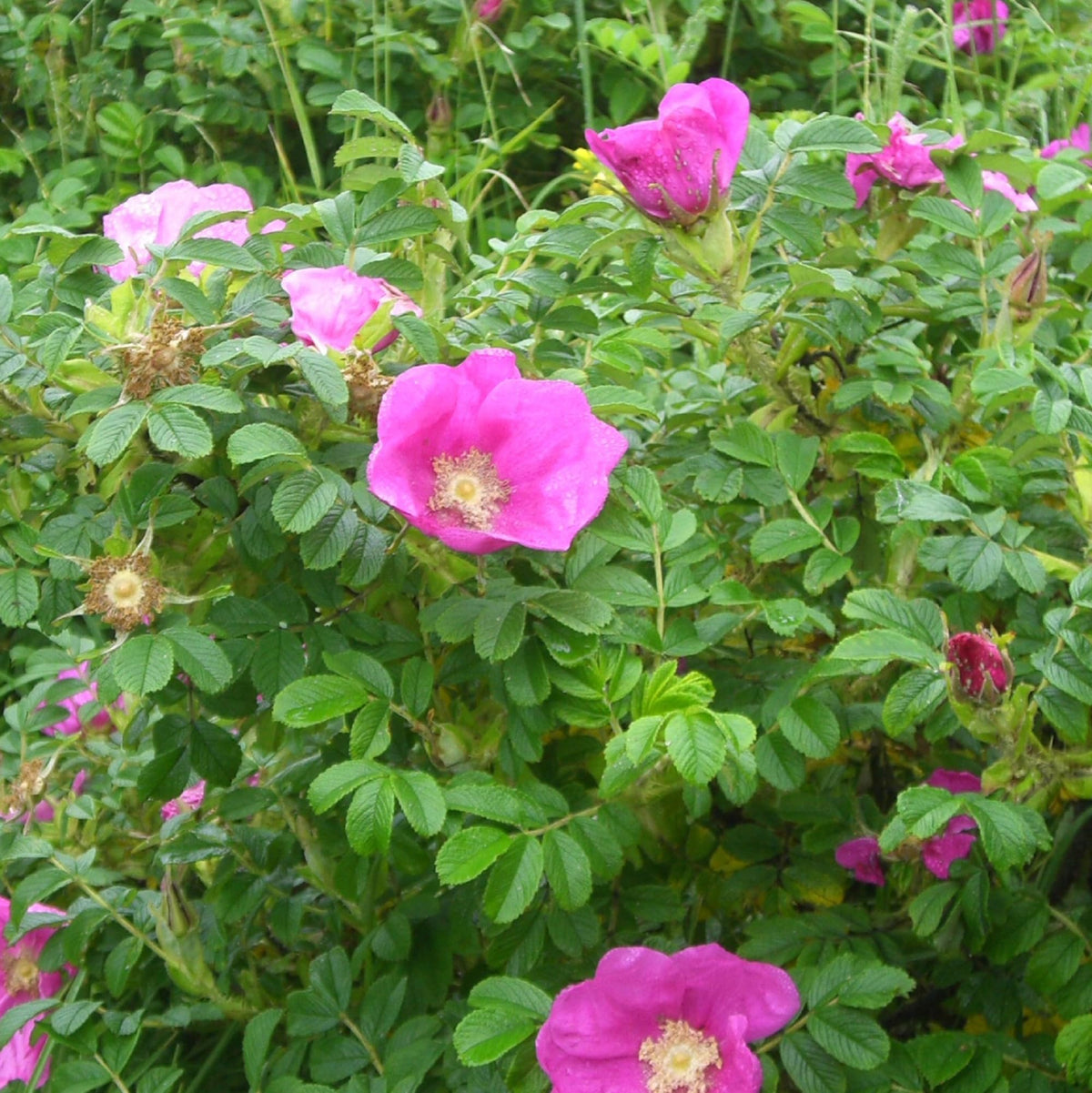 Rosa rugosa blume samen for anpflanzung garten favorite heirloom & gmo free samen for home garten
 
 sale samen for home garten anpflanzung