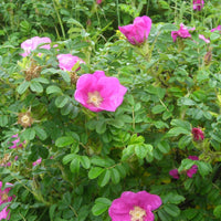 Rosa rugosa blume samen for anpflanzung garten favorite heirloom & gmo free samen for home garten
 
 sale samen for home garten anpflanzung
