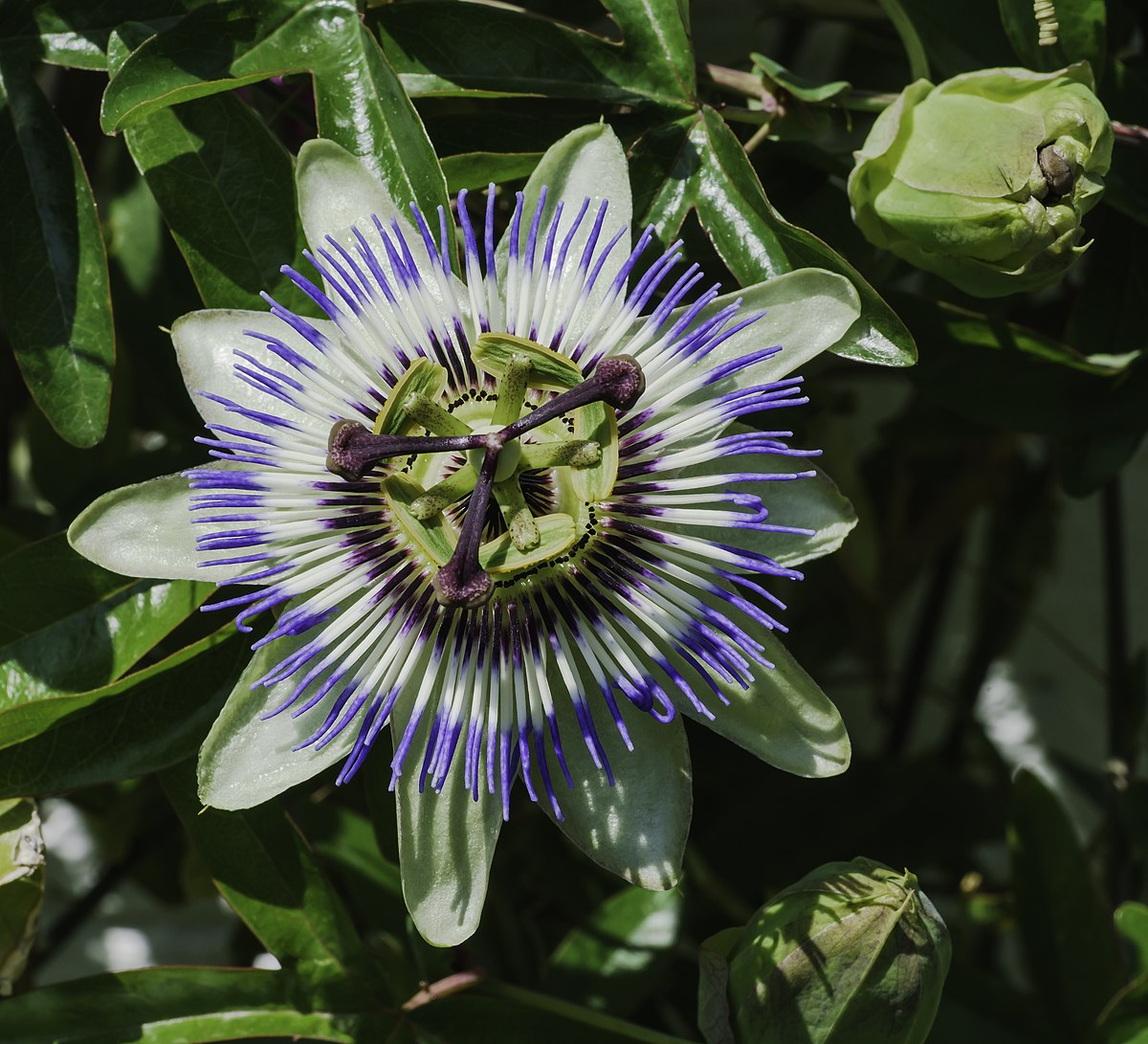 Blau passion blume samen for anpflanzung easy to grow heirloom & gmo free samen for home garten 
 
 sale samen for home garten anpflanzung