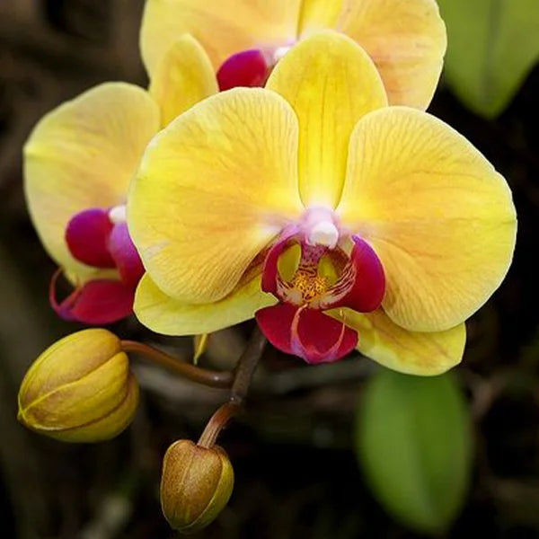 Phalaenopsis orchid blume samen for anpflanzung pollinator friendly heirloom & gmo free samen for home garten 
 
 sale samen for home garten anpflanzung