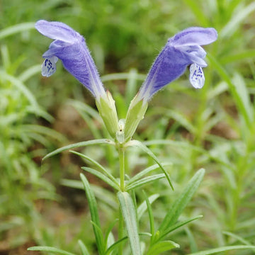 Dracocephalum blume samen for anpflanzung easy to grow heirloom & gmo free samen for home garten 
 
 sale samen for home garten anpflanzung