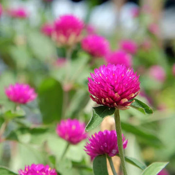 Gomphrena blume samen for anpflanzung fragrant blossoms heirloom & gmo free samen for home garten 
 
 sale samen for home garten anpflanzung
