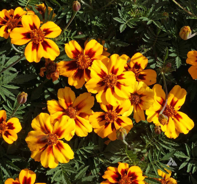 Marigold marietta blume samen for anpflanzung vibrant colors heirloom & gmo free samen for home garten 
 
 sale samen for home garten anpflanzung