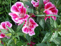 Rosa weiß clarkia blume samen for anpflanzung - shade tolerant, heirloom & gmo free samen for home garten
 
 sale samen for anpflanzung in home garten