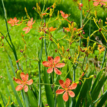 Blackberry lilly blume samen for anpflanzung premium quality heirloom & gmo free samen for home garten 
 
 sale samen for home garten anpflanzung