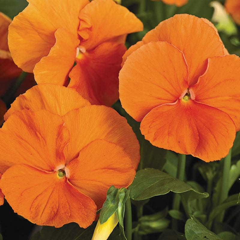 Wittrockiana blume samen for anpflanzung sun loving heirloom & gmo free samen for home garten 
 
 sale samen for home garten anpflanzung