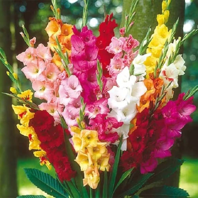 Perennial gladiolus blume samen for anpflanzung bright blooms heirloom & gmo free samen for home garten 
 
 sale samen for home garten anpflanzung